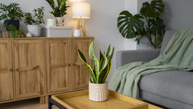 plantas para ter na sala