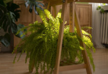 como adubar a samambaia