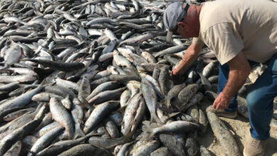Pesca da tainha