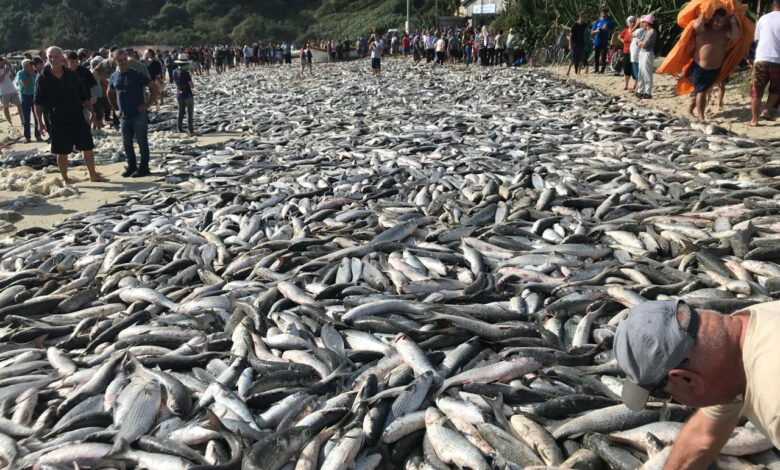 Pesca da Tainha Praia de Cima
