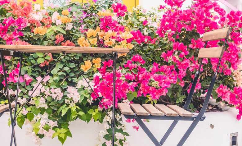 planta primavera Bougainville