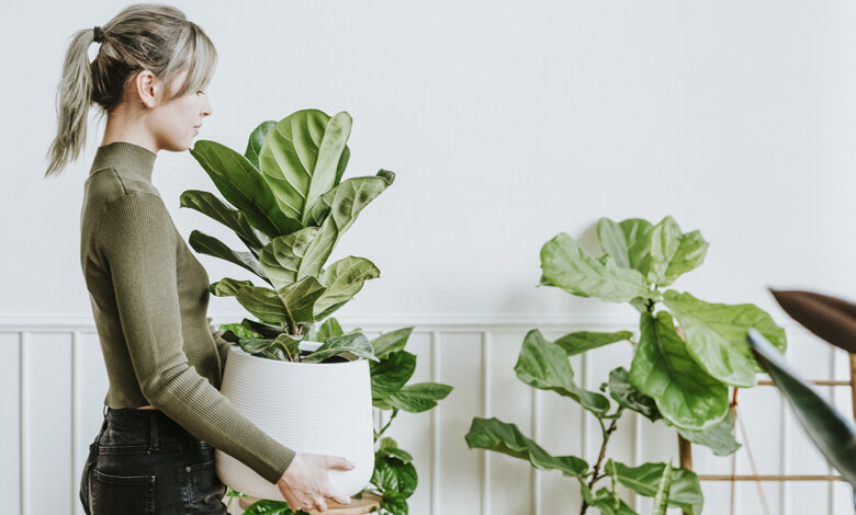 Ficus lyrata dentro de casa