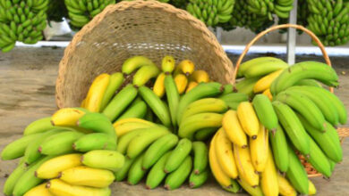 Produção de banana em Santa Catarina