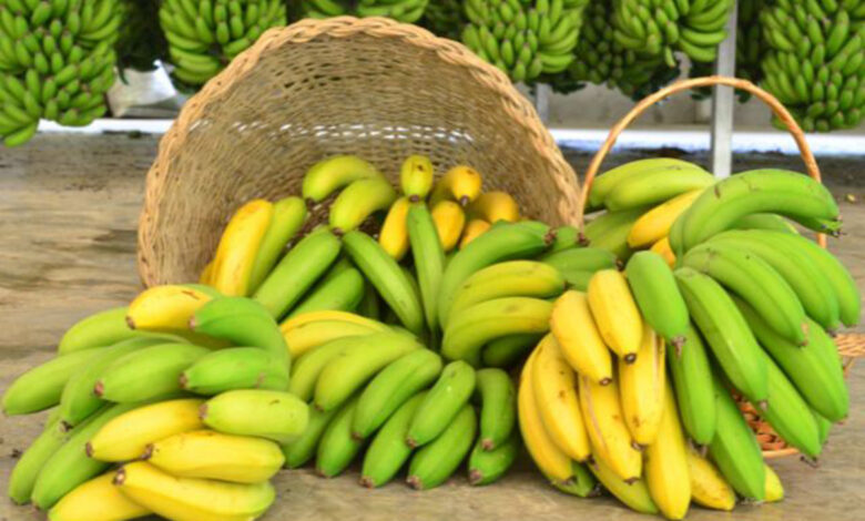 Produção de banana em Santa Catarina