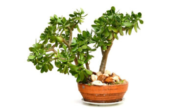 planta da prosperidade