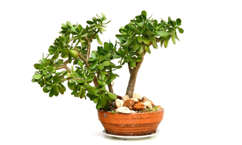 planta da prosperidade