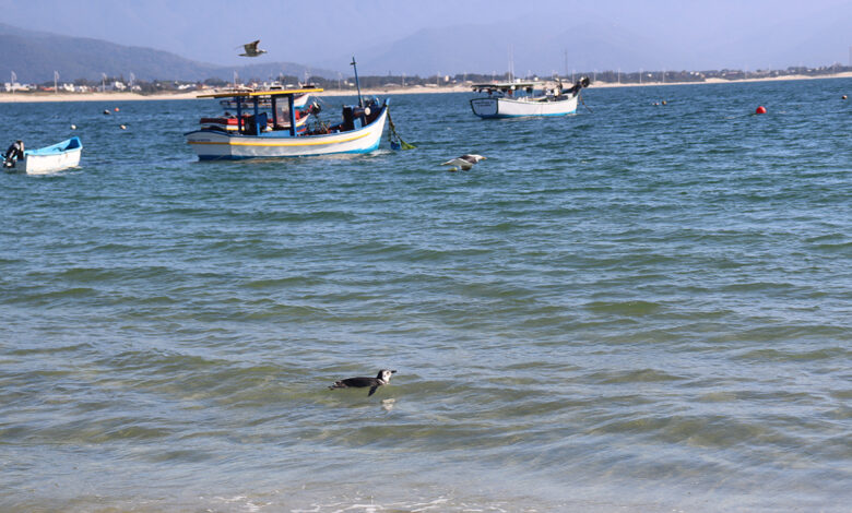 Pinguim-de-Magalhães na Pinheira