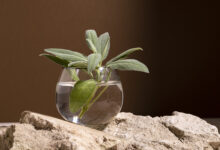 plantas para cultivar na água