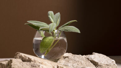 plantas para cultivar na água