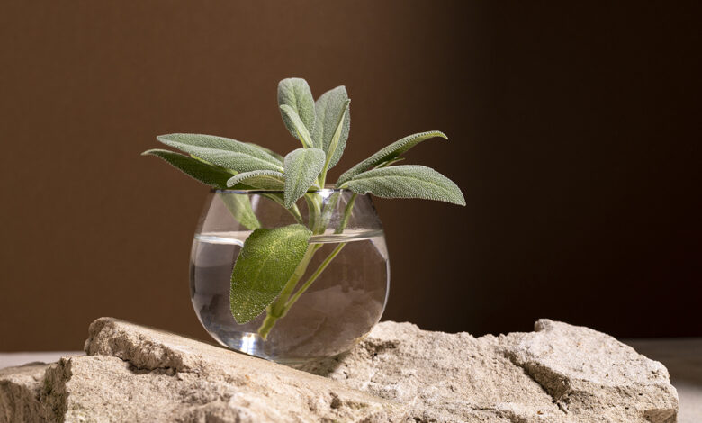 plantas para cultivar na água