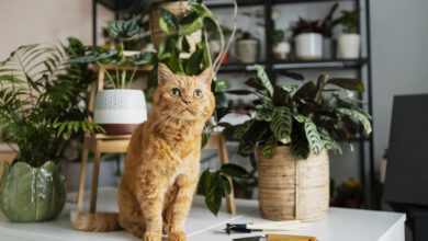 plantas perigosas para gatos