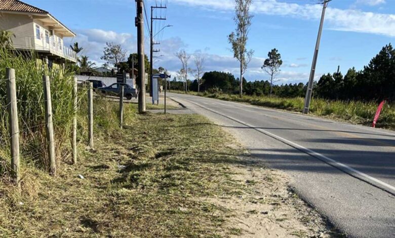 Roçada pinheira