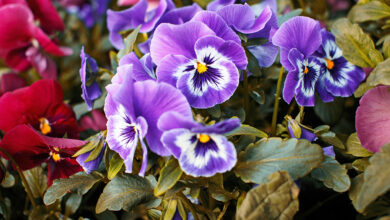 fazer muda de violeta