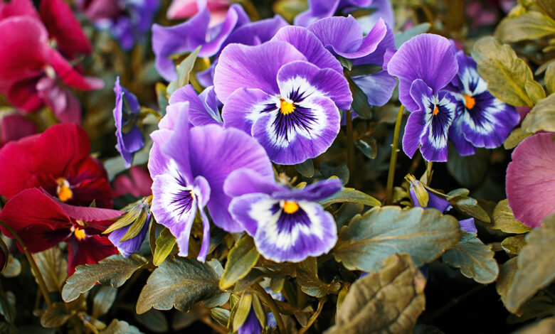 fazer muda de violeta