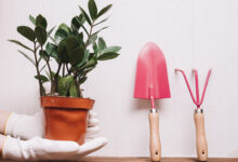 fazer muda de zamioculca