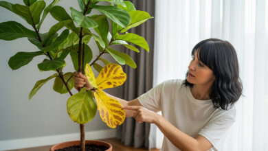 folhas amarelas no ficus lyrata
