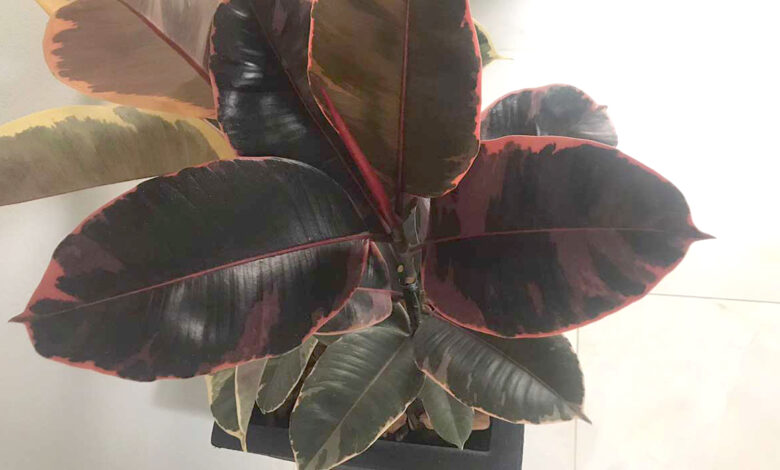 Ficus Ruby