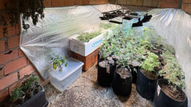 terapeuta da maconha