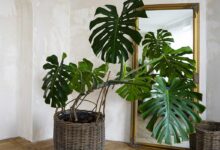 Costela de adão nas cresce